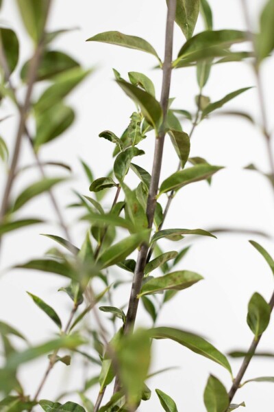 Ligustrum vulgare 100-125 cm
