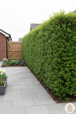 Ligustrum vulgare 100-125 cm - Bare rødder