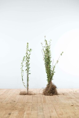 Ligustrum vulgare 40-60 cm