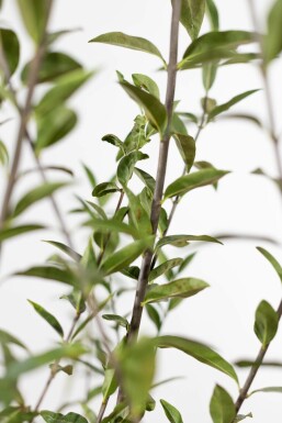 Ligustrum vulgare 40-60 cm