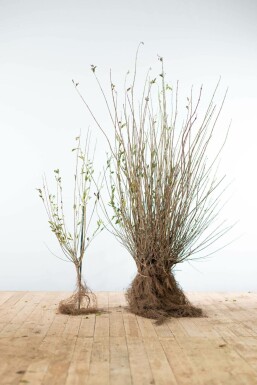 Ligustrum vulgare 60-80 cm
