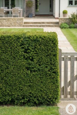 Taxus baccata 'Fastigiata Robusta' busk 20-30 cm C1