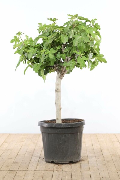 Ficus Carica 100-125 cm