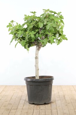 Ficus Carica 100-125 cm