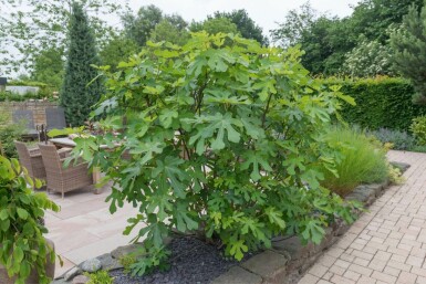 Ficus Carica 100-125 cm