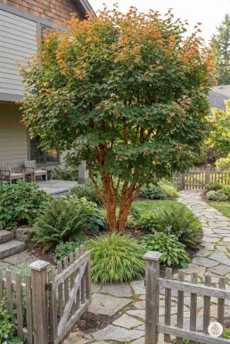 Acer griseum busk 60-80 cm