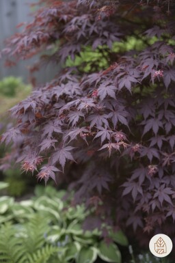 Acer palmatum 'Bloodgood' busk 60-80 cm