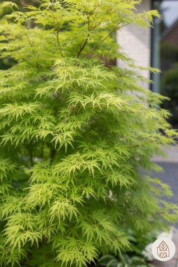 Acer palmatum 'Seiryu' busk 50-60 cm