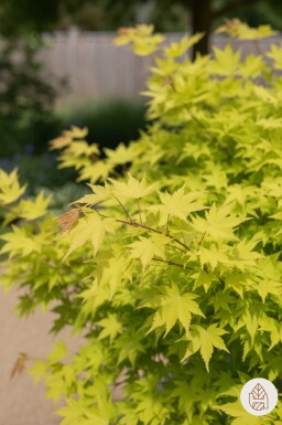 Acer shirasawanum 'Jordan' busk 60-80 cm