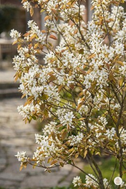 Amelanchier lamarckii busk 60-80 cm