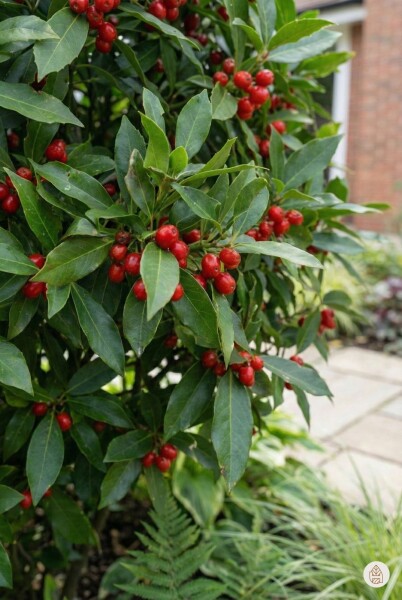 Aucuba japonica 'Rozannie' busk 20-30 cm