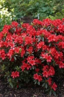 Azalea japonica 'Hot Shot' busk 20-25 cm