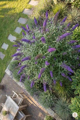 Buddleja davidii 'Nanho Blue' busk 80-100 cm