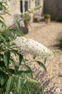 Buddleja davidii 'White Profusion' busk 80-100 cm