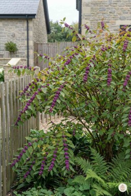 Callicarpa bodinieri 'Profusion' busk 60-80 cm