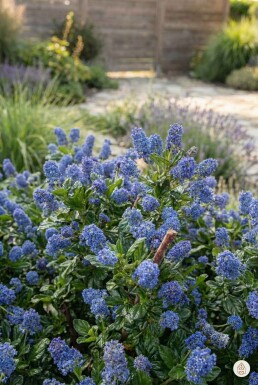 Ceanothus thyrsiflorus 'Repens' busk 40-60 cm