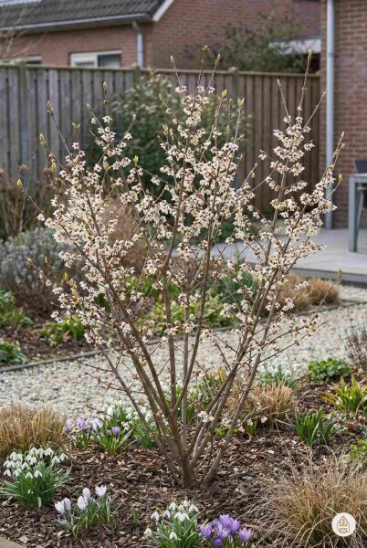 Chimonanthus praecox busk 80-100 cm