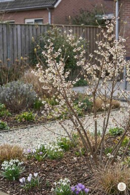 Chimonanthus praecox busk 80-100 cm