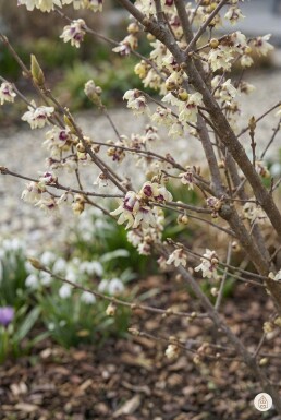 Chimonanthus praecox busk 80-100 cm