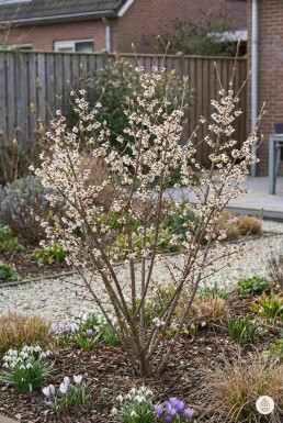 Chimonanthus praecox busk 40-60 cm