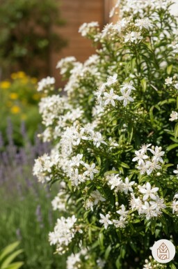 Choisya ternata 'White Dazzler' busk 20-30 cm