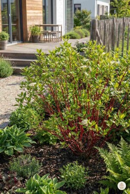 Cornus alba 'Sibirica' busk 40-60 cm