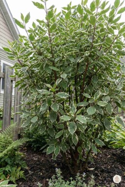 Cornus alba 'Sibirica Variegata' busk 50-60 cm
