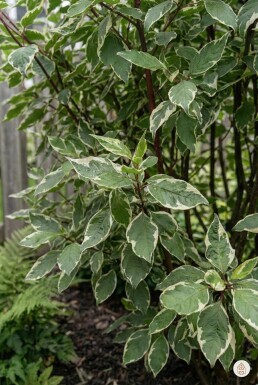 Cornus alba 'Sibirica Variegata' busk 50-60 cm