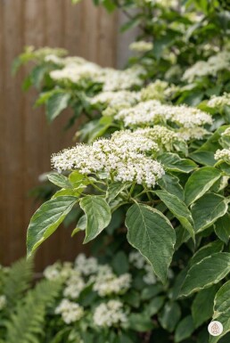 Cornus controversa busk 30-40 cm