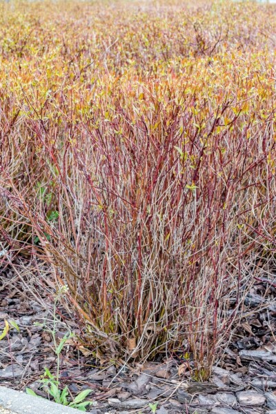 Cornus sericea 'Kelseyi' C3 30-35