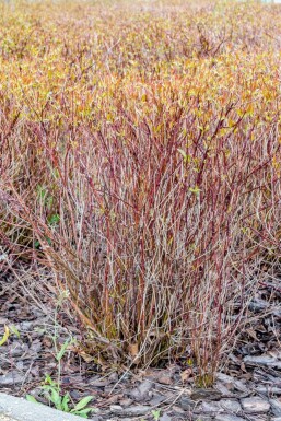 Cornus sericea 'Kelseyi' C3 30-35