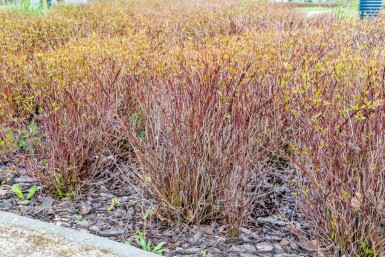 Cornus sericea 'Kelseyi' C3 30-35