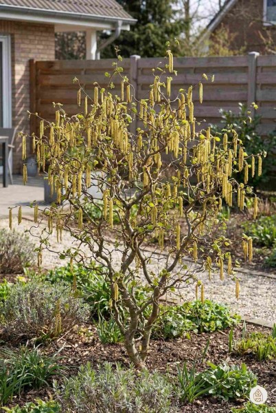 Corylus avellana 'Contorta' busk 60-70 cm