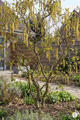 Corylus avellana 'Contorta' busk 60-70 cm
