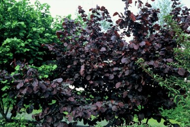 Corylus avellana 'Rode Zellernoot' C12 125-150