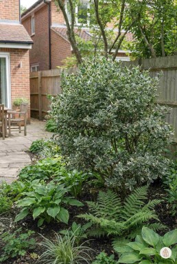 Euonymus fortunei 'Harlequin' busk 20-25 cm