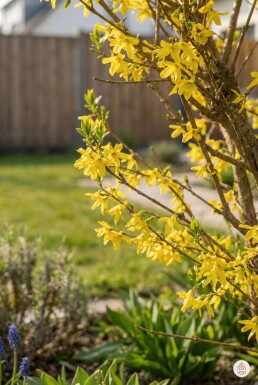 Forsythia intermedia 'Spectabilis' busk 50-60 cm