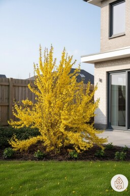 Forsythia intermedia 'Weekend' busk 50-60 cm