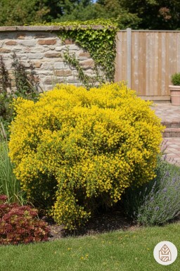 Genista lydia busk 30-40 cm