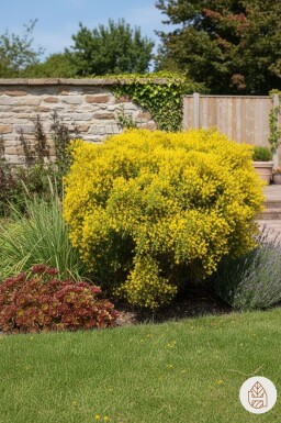 Genista lydia busk 30-40 cm