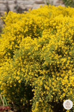 Genista lydia busk 30-40 cm