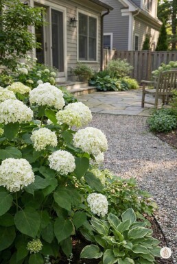 Hydrangea arborescens 'Annabelle' busk 20-25 cm