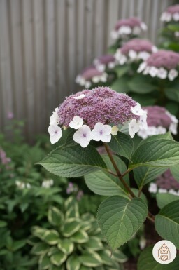 Hydrangea aspera 'Macrophylla' busk 60-80 cm