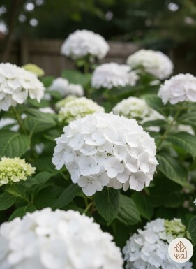 Hydrangea macrophylla 'The Bride' busk 30-35 cm