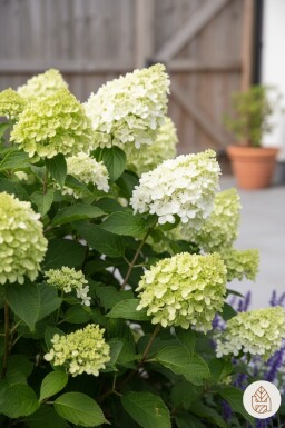 Hydrangea paniculata 'Little Lime' busk 30-40 cm