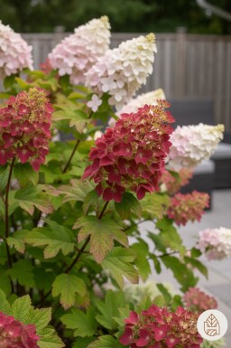 Hydrangea quercifolia 'Ruby Slippers' busk 40-50 cm