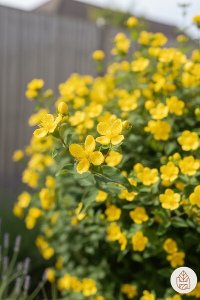 Hypericum 'Hidcote' busk 20-30 cm