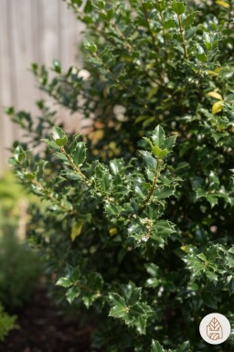 Ilex meserveae 'Blue Princess' busk 30-40 cm