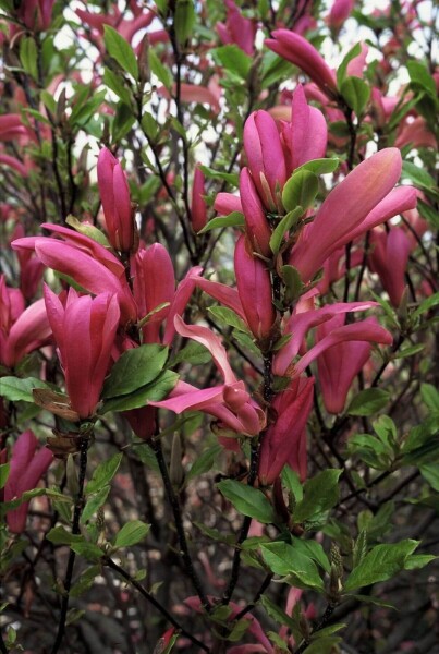 Magnolia 'Susan' busk 60-80 cm
