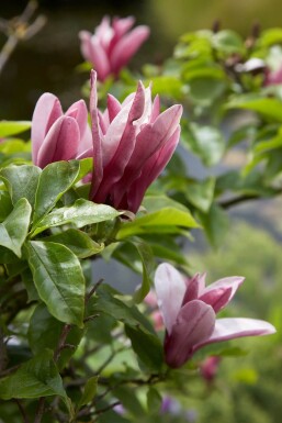 Magnolia 'Susan' busk 60-80 cm